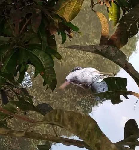 নবীনগরে পুকুরে ভাসমান মর/দেহ উদ্ধার — পরিচয় মিলতেই এলাকায় তীব্র চাঞ্চল্য।
