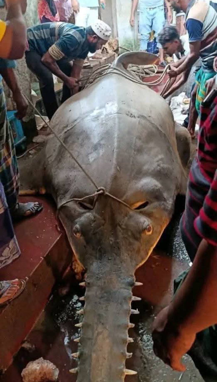কাঠালিয়ায় আড়াই লাখ টাকায় বিক্রি হলো ২৫ মন ওজনের দানব মাছ