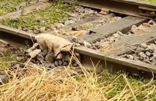 গফরগাঁওয়ে ভাঙ্গা রেললাইন পাটের বস্তা ও খড় দিয়ে পার করা হলো ট্রেন।